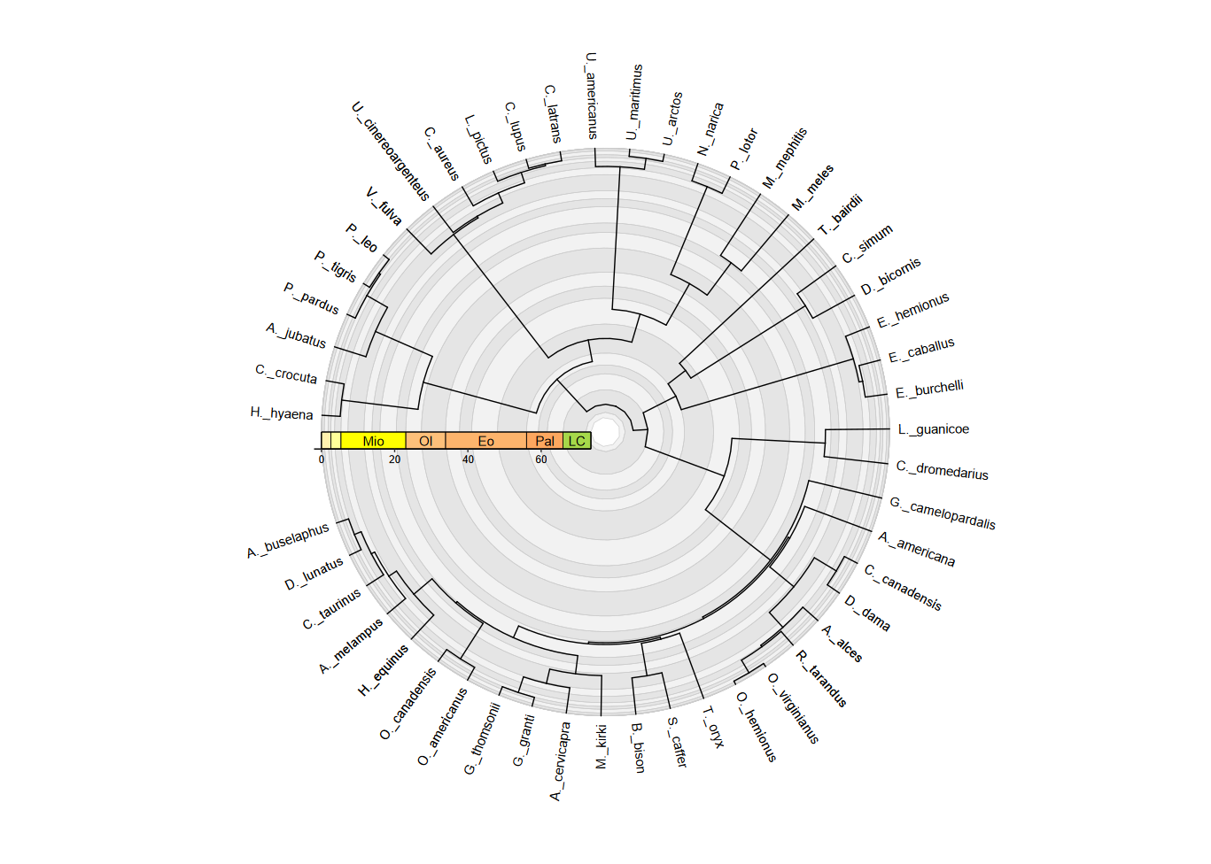 plot of phylogeny with stacked guides, coord_geo_radial, and tip labels generated with geom_text_phylo