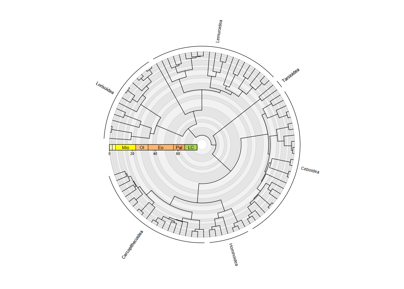 plot of primate phylogeny with stacked guides, coord_geo_radial, and clade labels generated with geom_text_clade